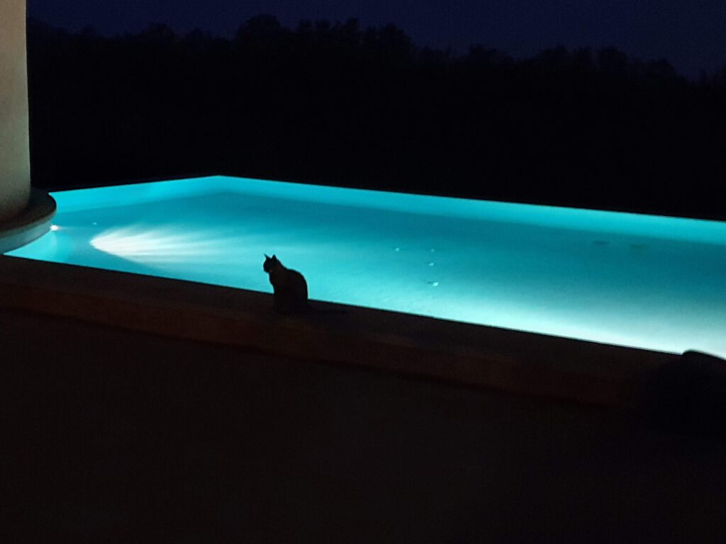 Highlight am Abend